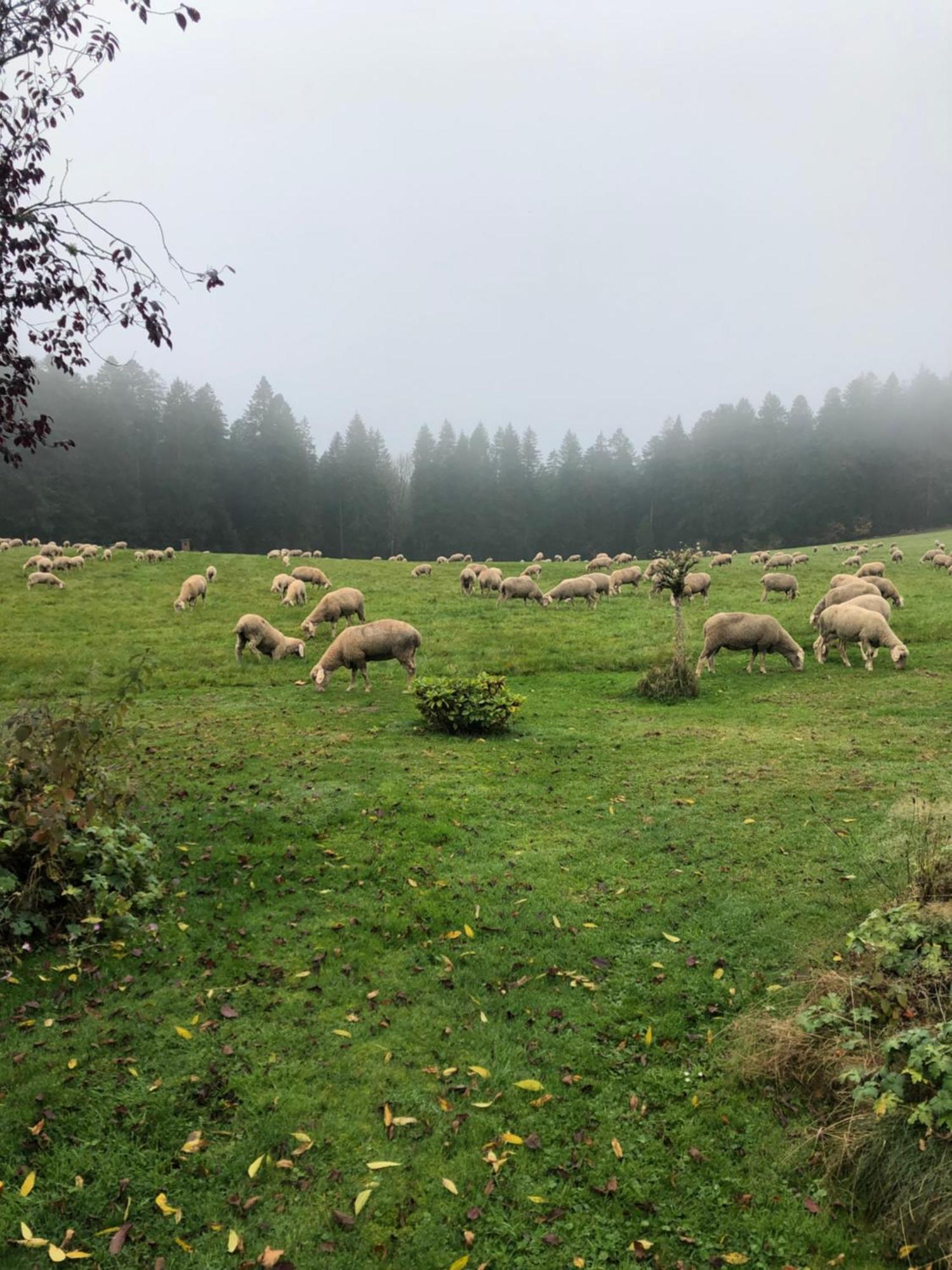 Solhof-Schoemberg Loßburg Eksteriør bilde